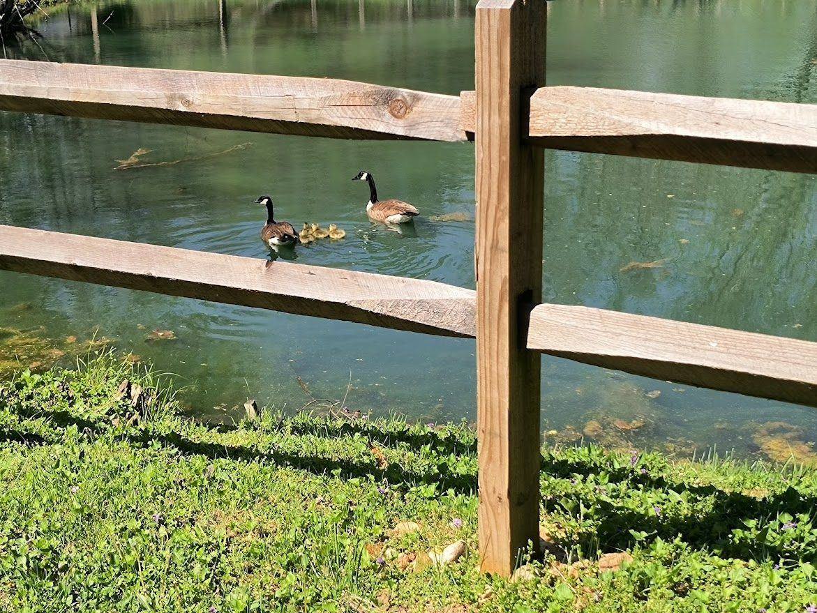 Morning on the pond at Riverside Farm
